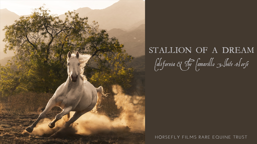 STALLION OF A DREAM