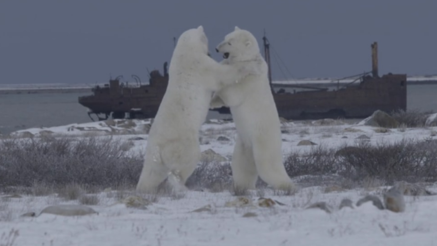 The Arctic Circus