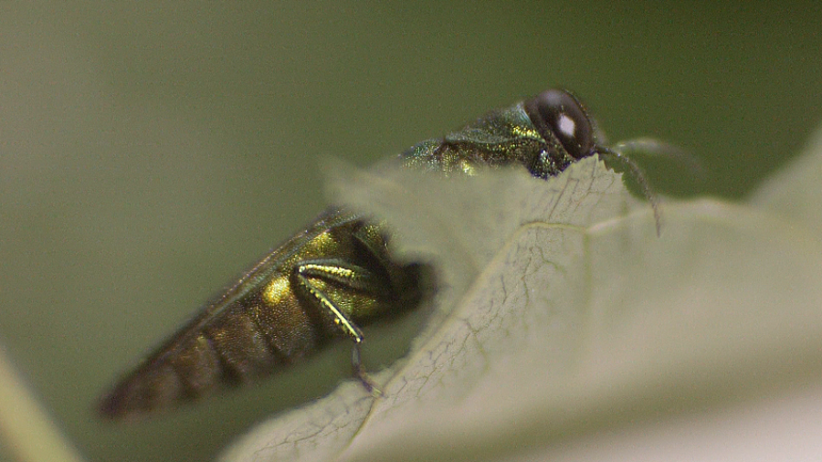 A Femme Fatale Could Save Ash Trees from an Invasive Killer by Aaron Lemle