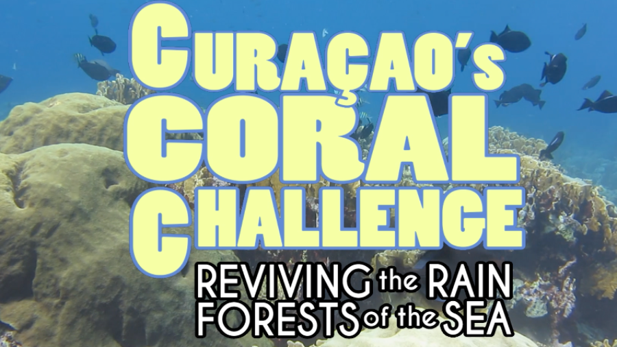 Curaçaos Coral Challenge Reviving the Rain Forests of the Sea