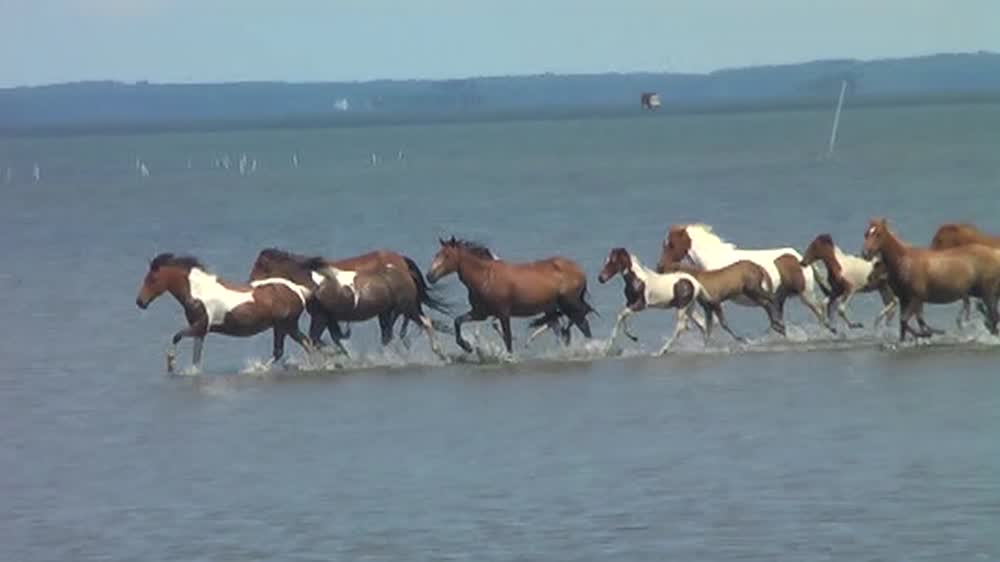 Beach - Love - Ponies