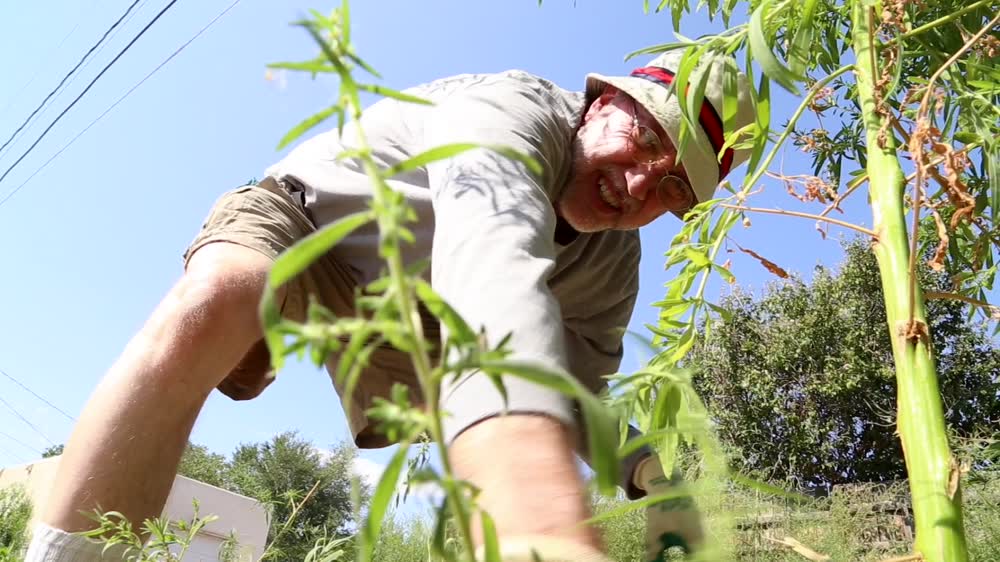 The Weeds In Our Own Backyards