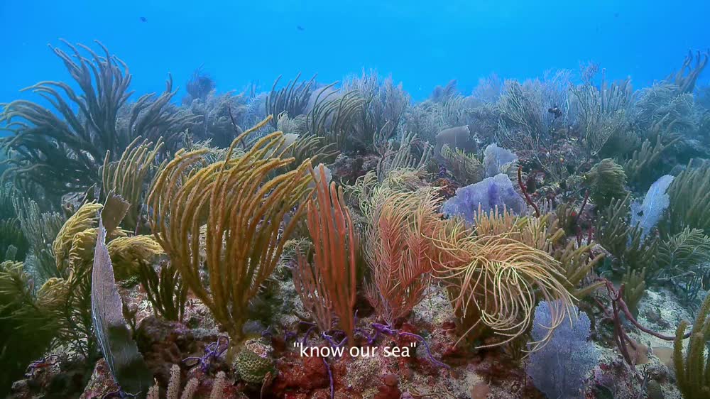 Caribbean Marine Etiquette PSA