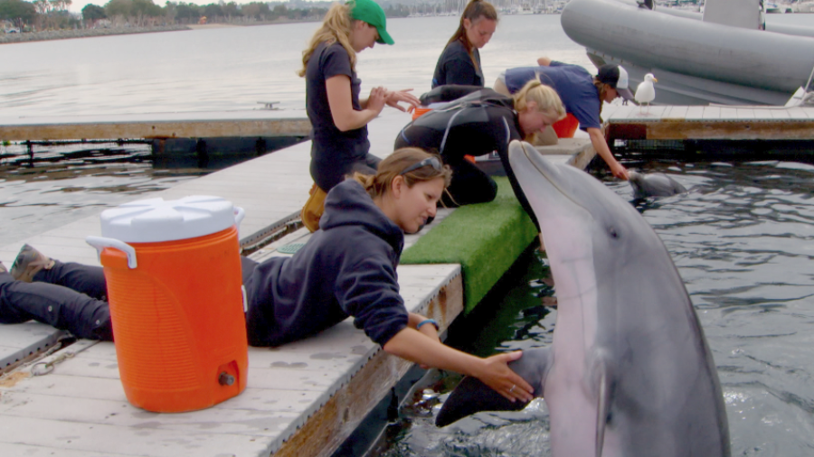 The Dolphins of Barataria Bay