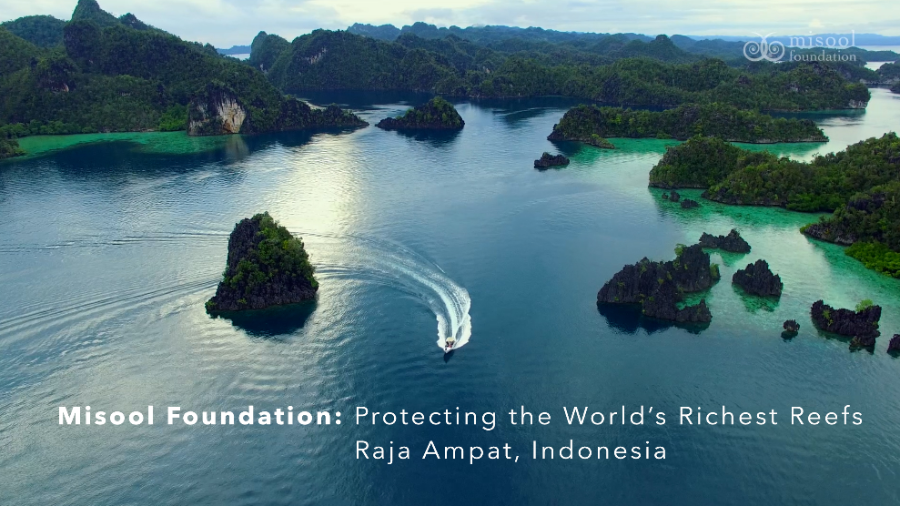 Misool Foundation, Protecting the World's Richest Reefs in Raja Ampat, Indonesia