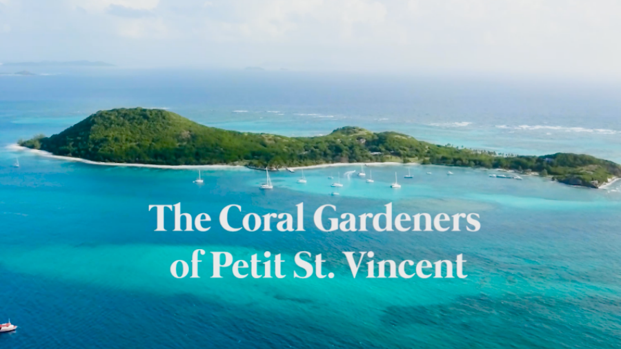 The Coral Gardeners of Petit St. Vincent