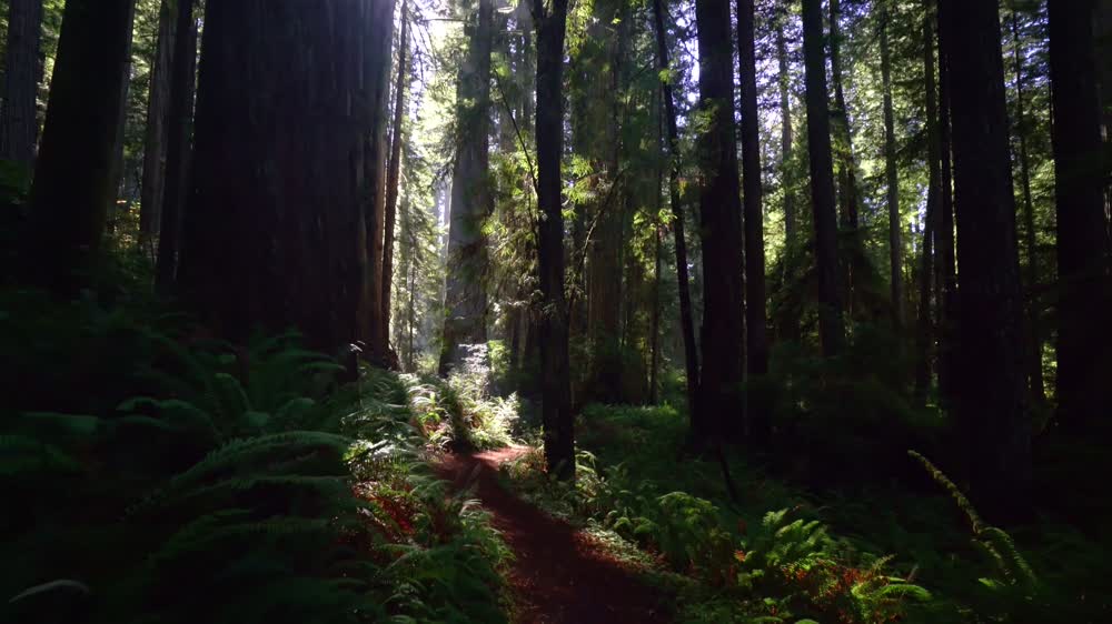 Shinrin-Yoku Forest Bathing