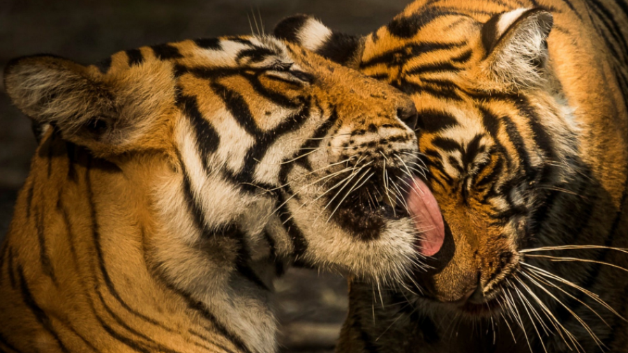 Noor - Queen of Ranthambore