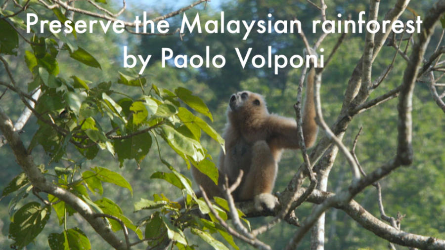 Preserve the Malaysian rainforest