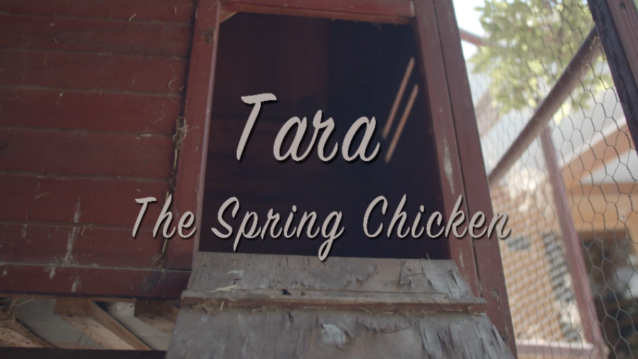 Tara, The Spring Chicken