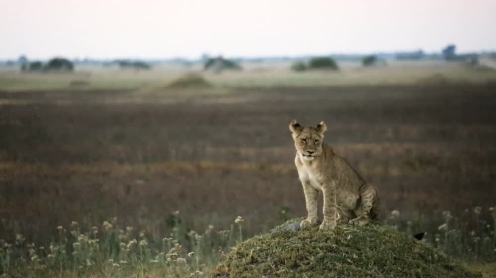 Okavango Delta Conservation Short Documentary