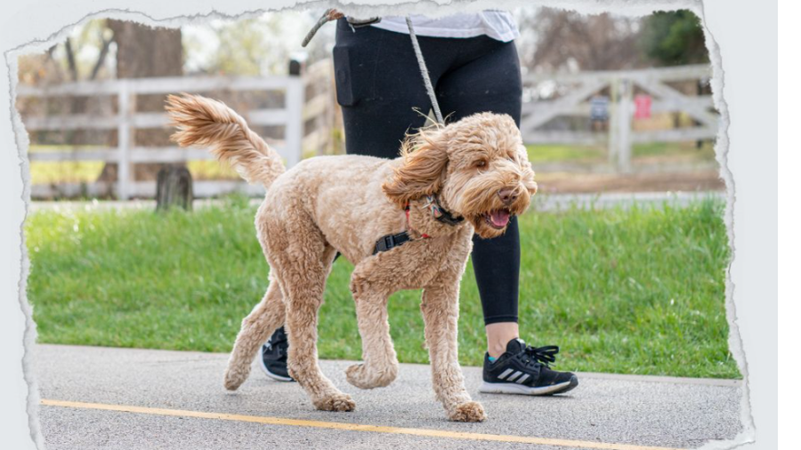 Meet the Dogs Who Make Pet Walks Go Viral