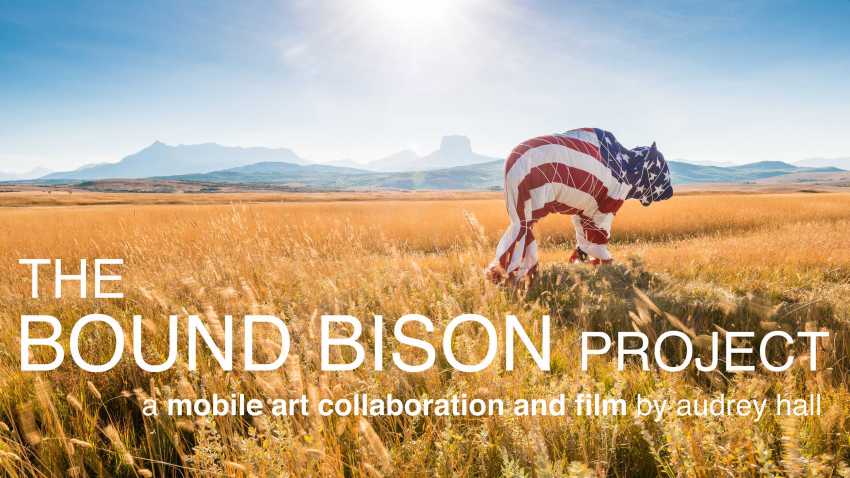 The Bound Bison Project