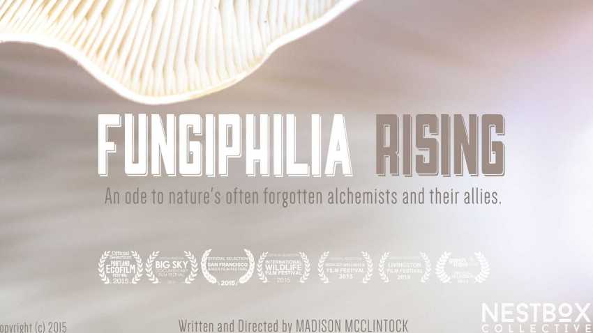 Fungiphilia Rising